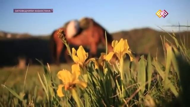 По следам Пржевальского. Зайсан смотреть онлайн