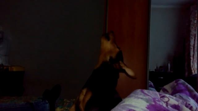 Ягд терьер поёт)) смотреть онлайн