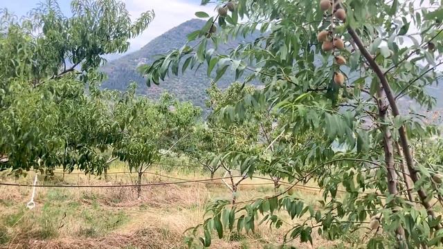 Azienda Agricola ISIDE смотреть онлайн