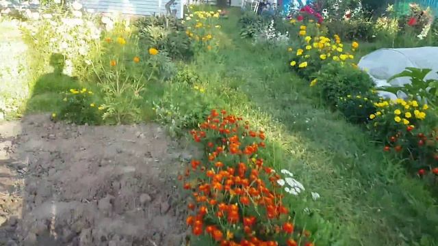 Копаем картошку. Сеем горчицу. смотреть онлайн