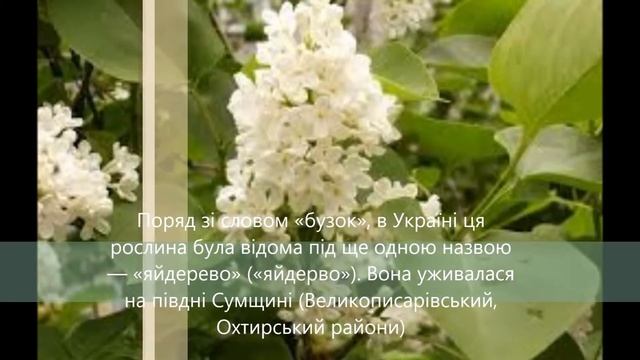 Відео про бузок смотреть онлайн