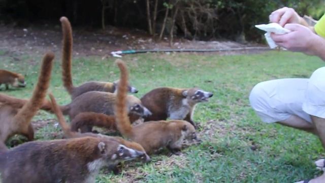 Прикольные животные в Мексике смотреть онлайн