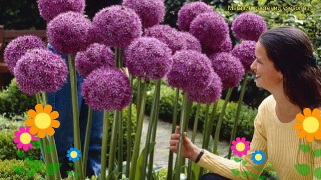 Лук декоративный Гигантский. Краткий обзор, описание характеристик allium Giganteum смотреть онлайн