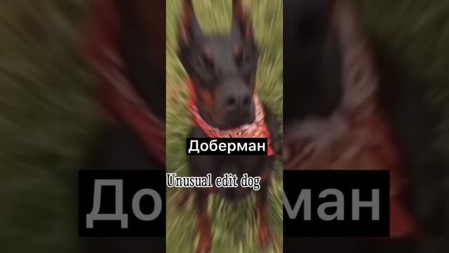 Эдит (хаски, доберман, овчарка) #эдит #доберман #хаски #овчарка смотреть онлайн