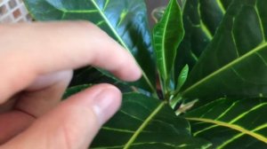 Большой Обзор Комнатных Растений » Джунгли в Городской Квартире » Май 2022