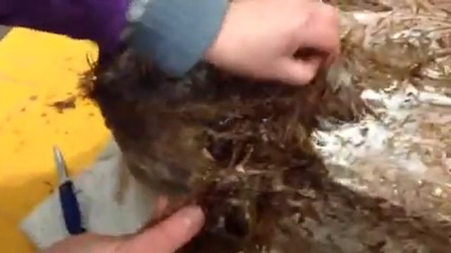 Калужский субстрат выращивание вешенки часть 1 смотреть онлайн