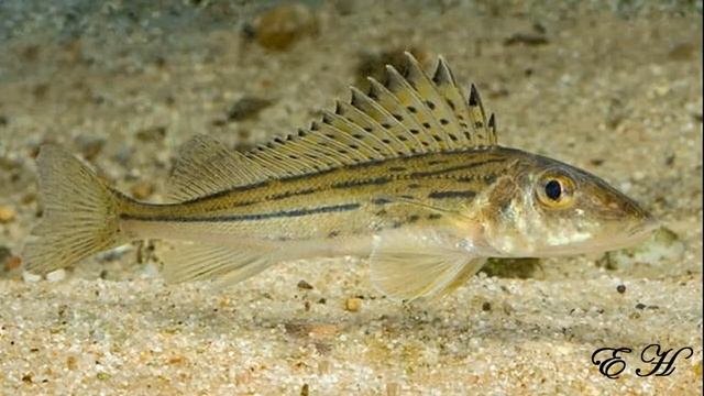 Рыбы смотреть онлайн