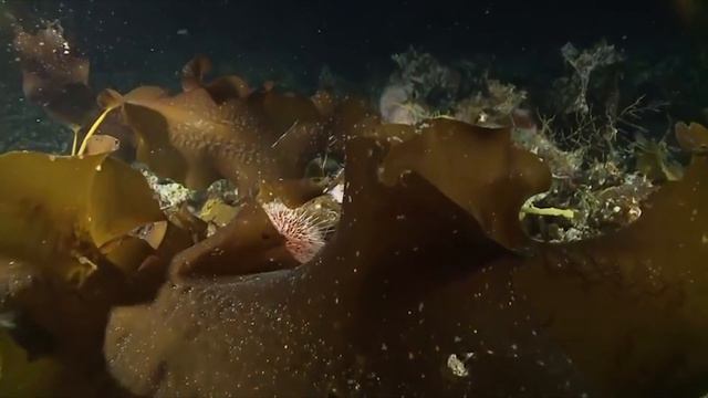 Deep Sea Creatures: Norway | Alien Reefs (Coral Documentary) | Catch смотреть онлайн