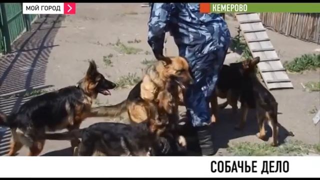 Служебные собаки показали кто на что горазд в честь юбилея кинологической службы смотреть онлайн