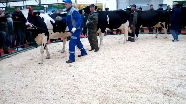 Общее о черно-пестрой. смотреть онлайн