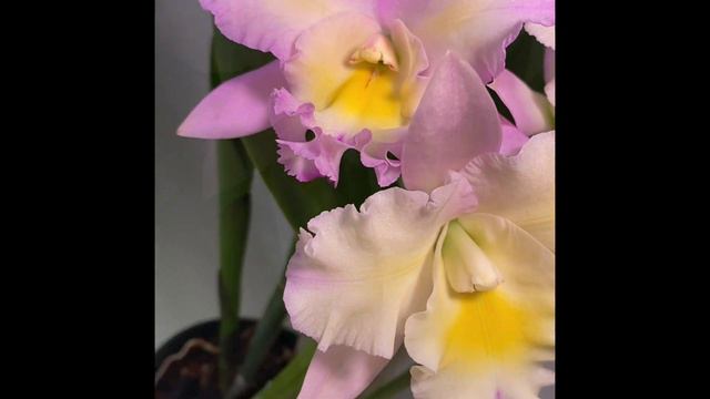 Bloom Showcase - Blc. Momilani Rainbow `Linwood' HCC/AOS смотреть онлайн