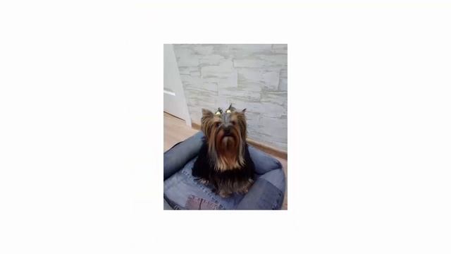 Стоит ли покупать кондиционер-спрей для собак Верный Друг для устранения колтунов 100 мл отзывы смотреть онлайн