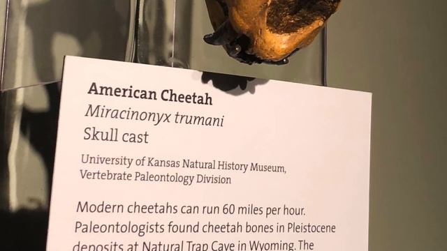 The Pronghorn Antelope: Fastest Land Animal in the World! (4K) смотреть онлайн