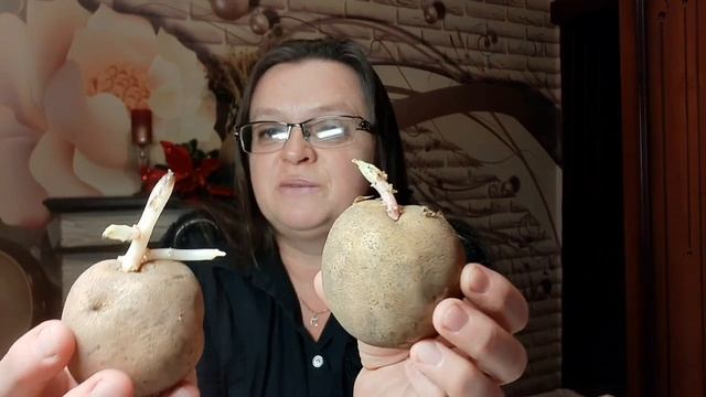 Проращивание картофеля. Темнота - друг не только молодёжи. смотреть онлайн