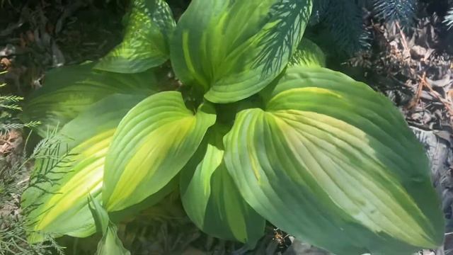 Хоста Голивуд Лайт. Hosta hollywood lights. Hosta garden. Biysksadhost смотреть онлайн