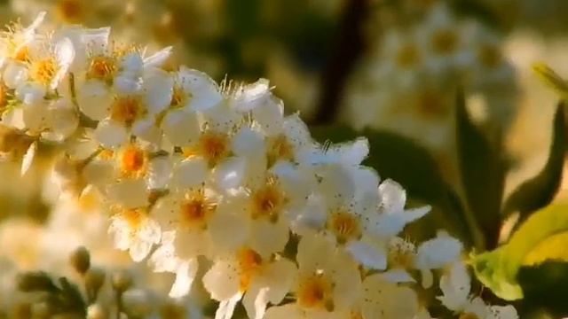 Черёмуха (слова и музыка Геннадия Молодцова исполняет Оксана Сидорова) смотреть онлайн