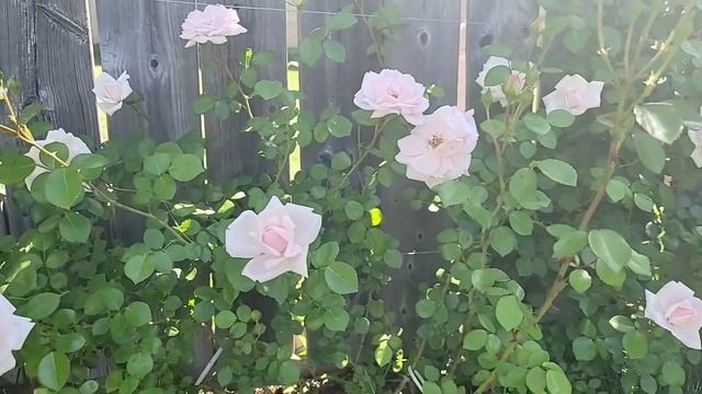 Rosa 'New Dawn' смотреть онлайн