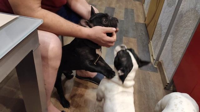 Французские бульдоги Куба Мигель и Бруно. Планы на лето. смотреть онлайн