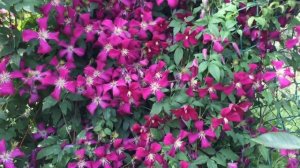 ТОП 10 ЛУЧШИХ СОРТОВ КЛЕМАТИСОВ для ВАШЕГО САДА.