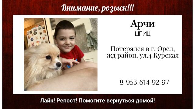 Пропала собака! Арчи. Шпиц. г. Орел смотреть онлайн