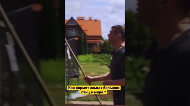 Самые большие птицы в мире ?! Как кормят самых больших птиц в мире ??? смотреть онлайн