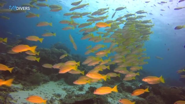 Обучение дайвингу, как древнее искусство египетских богов смотреть онлайн