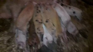 Продам поросят ,,Кантор'' та  ,,Петрен''