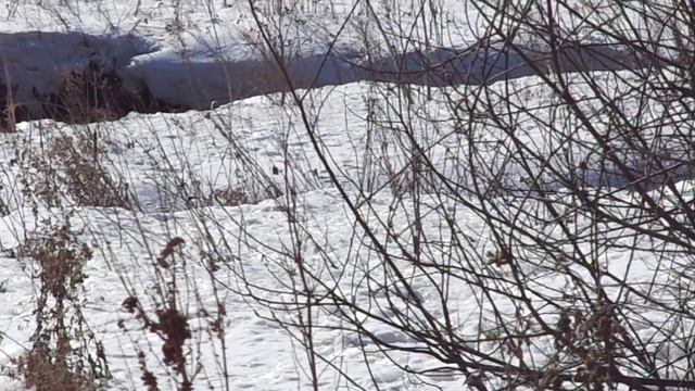 Весенние ручьи и снежные причуды. Весна торопится. Кузбасс.