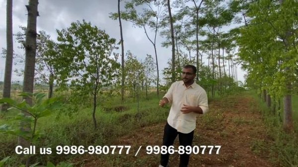 Sandalwood Cultivation Guide by - Forestry Graduate - With results