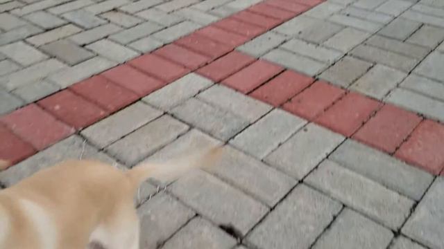 Gemboel The Chihuahua & Xiaomi Mi Drone 4K - 8 March 2019 смотреть онлайн