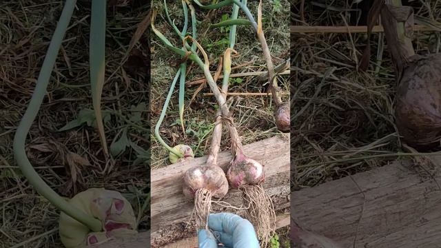 Появились первые росы,посадочный материал чеснока.#лето #дача #природа #влог #