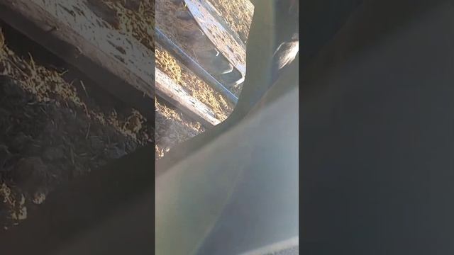 Мастит у лошади смотреть онлайн