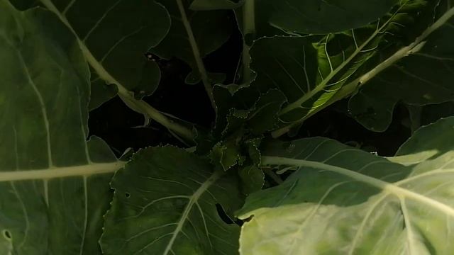 Выращивание цветной капусты, раскрываем все секреты смотреть онлайн