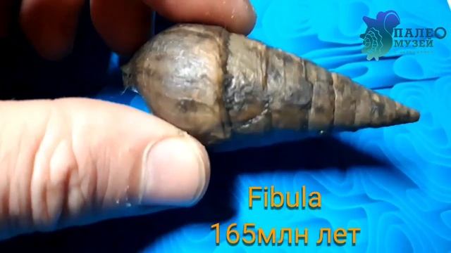 Окаменелая раковина брюхоногого моллюска Fibula 165млн лет смотреть онлайн