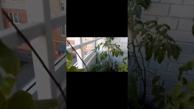 варю клубничное варенье!? смотреть онлайн