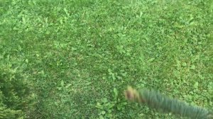 Ель Энгельмана Снейк/ Picea engelmannii Snake