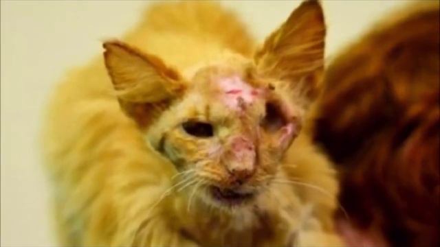 «Он не выживет, легче усыпить!» Ему не давали ни единого шанса на спасение. Но чудо произошло… смотреть онлайн