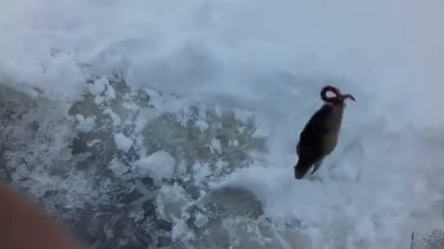 Ротан зимняя рыбалка смотреть онлайн