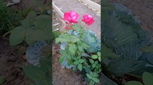 Роза "Малиновый звон"