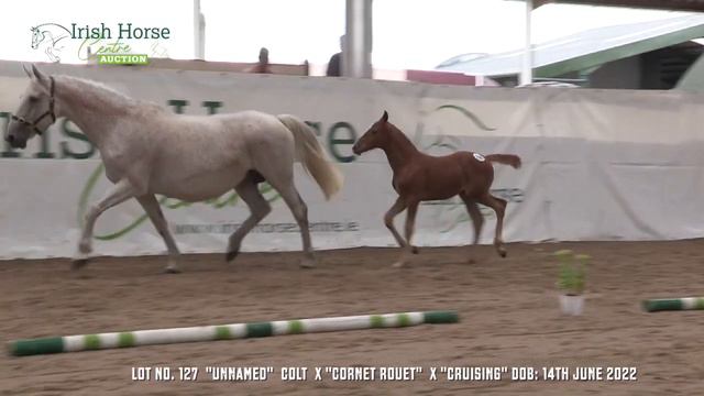 Lot No 127 SJ Colt By Cornet Rouet X Cruising смотреть онлайн