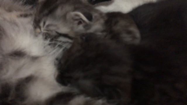 Шотландские котята урчат смотреть онлайн