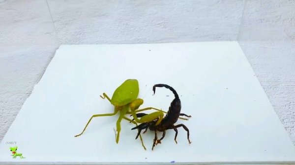 Deadly PRAYING MANTIS vs Venomous SCORPION Educational Scorpion Study