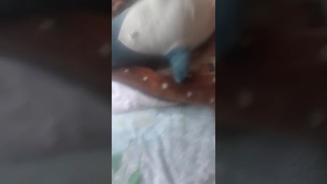 злая гиена смотреть онлайн