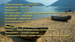 Нерест аквариумной рыбки  голубой дельфин.