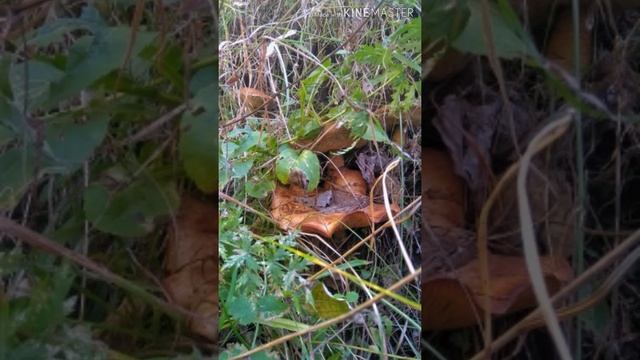 Осенний вальс. Беково 2021г. смотреть онлайн