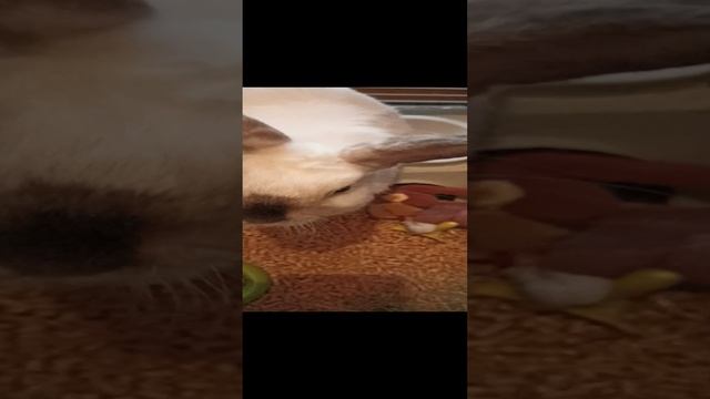 VID_20230430_094548.mp4