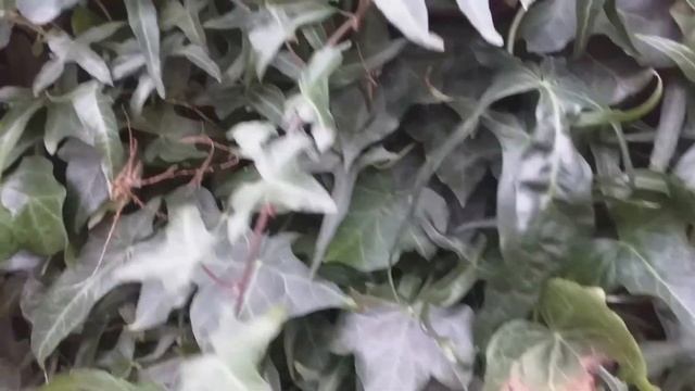 Hedera Helix ivy in your garden and what to expect смотреть онлайн