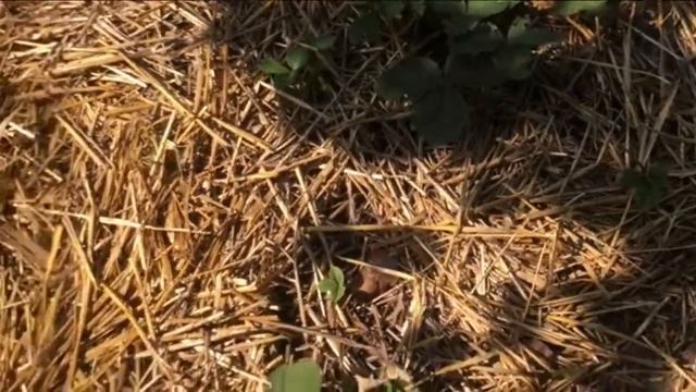 клубника под соломой, как садить,ухаживать и не повторять чужие ошибки смотреть онлайн