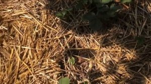 клубника под соломой, как садить,ухаживать и  не повторять чужие ошибки