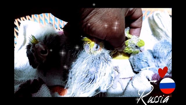 ТАШКЕНТ КУШ БОЗОРИ смотреть онлайн